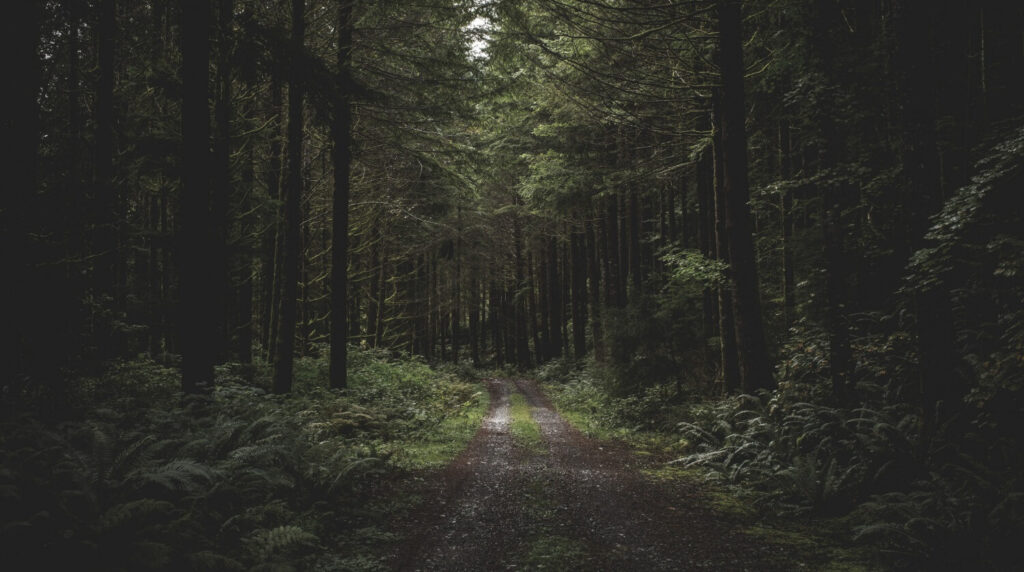 Aokigahara Forest