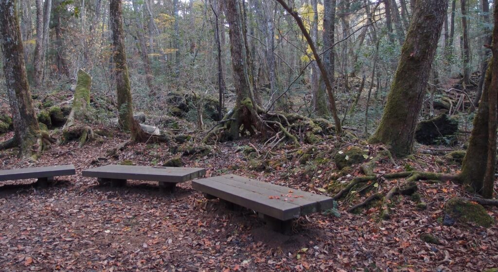 Aokigahara Forest